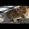 Beautiful Savannah Kittens Tica Registered F5C3