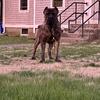 Akc Cane Corso for stud