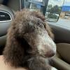 Standard Poodle Puppy