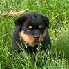 akc rottweiler puppies 