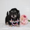 Miniature Longcoat Dachshund puppies for sale 