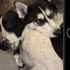 MALE HUSKY NEEDS REHOMED ASAP 