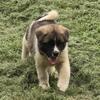 Akita puppies, Delivery available 