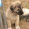 Turkish  Kangal-Boz LGD Puppies