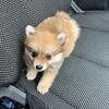 Pomeranian 