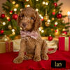 LUCY THANKSGIVING/XMAS PUPPY!