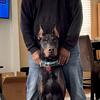 DNA’d AKC registered Proven Stud Service 