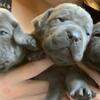 Registered Cane Corso Puppies
