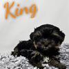 King traditional boy yorkie Florida READY 