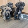 Purebred Cane Corso puppies available