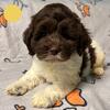 Australian Labradoodle Puppy Oreo