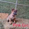 4 Female German Shepherd puppies 