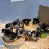 Barred Rock chicks