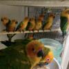 Sun conures