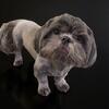 CKC Shih-Tzu Stud 