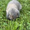 Holland Lop Male