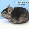 Many chinchillas 