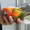 Sun Conure Babies