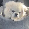 Peke puppy Penny