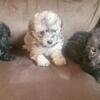 Schnoodle puppies boy on the left other two r girls 