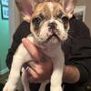 9 week old Merle frenchie male