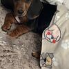Bassett Hound Puppy