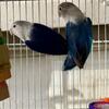 Fischer lovebird pair 