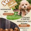 red toy poodle stud service