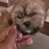 Ruduced Fee Beautiful Shih Tzu Puppies