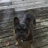 French Bulldog ( STUD ) 