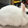 Dwarf Hotot (Similar to a netherland)