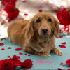 Miniature Longhaired Dachshunds Litter due this week !