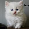 TICA registered standard minuet kitten *Snowball*