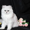 CFA Doll Face Chinchilla Silver Persian Male