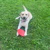 AKC Labrador retriever stud