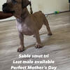 Sable smut tri bully boy available Cleveland ohio