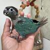 Baby Green cheek conures