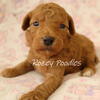 AKC Red Toy Poodle Puppies 