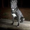 Cane Corso STUD Ready. ICCF Registered, champion bloodlines, Mowgli