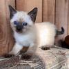 Siamese Seal Point Male Kitten Ready Soon