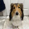 Tiny sweet Female Sheltie