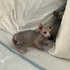 Meet Eli Sphynx Male DOB 10/11/25