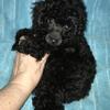 Mia (AKC) Toy Poodle 