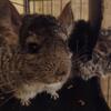 Bonded Female Chinchilla Pair with Large Rolling Cage