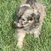 Adorable Dachshund/ mini poodle 