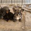 French bulldog puppies 