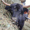 Black Highland Cow Available
