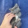Munchkin Kittens