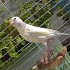 SOLD White Russian Canary Young Babys- $120