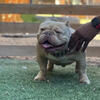 Micro exotic bully 